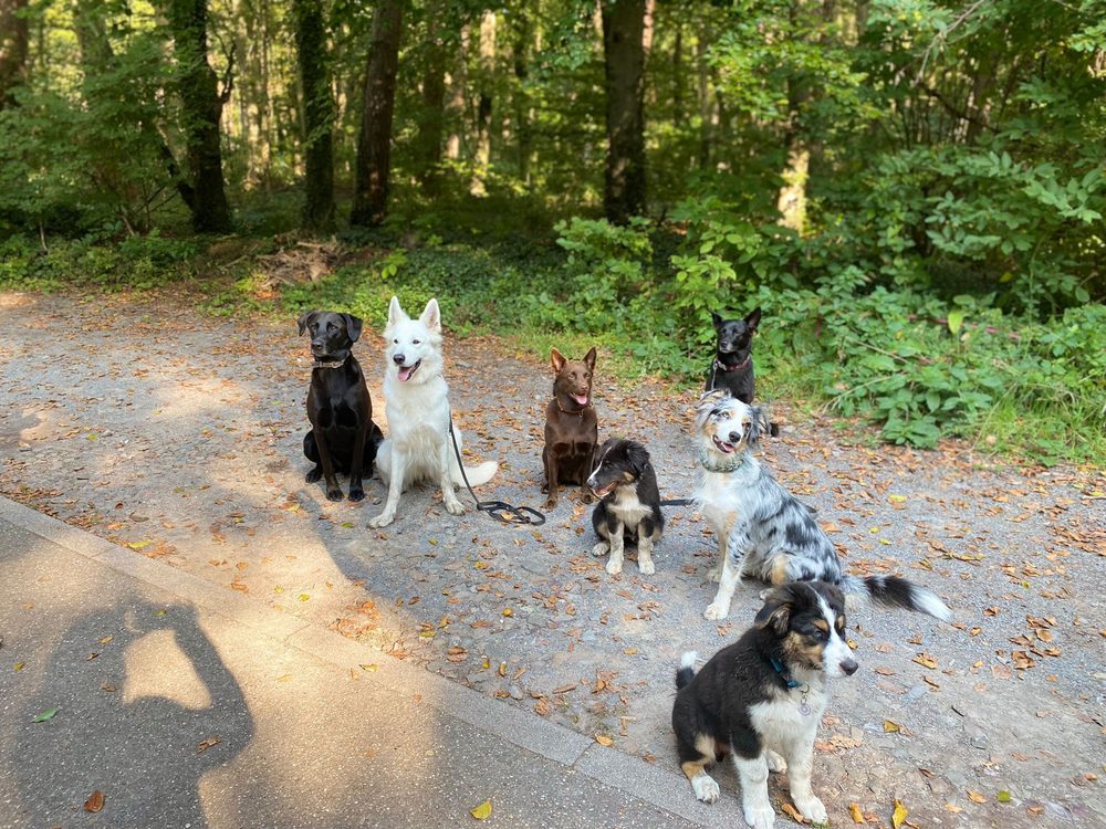 Sieben Hunde sitzen brav nebeneinander auf einem Waldweg