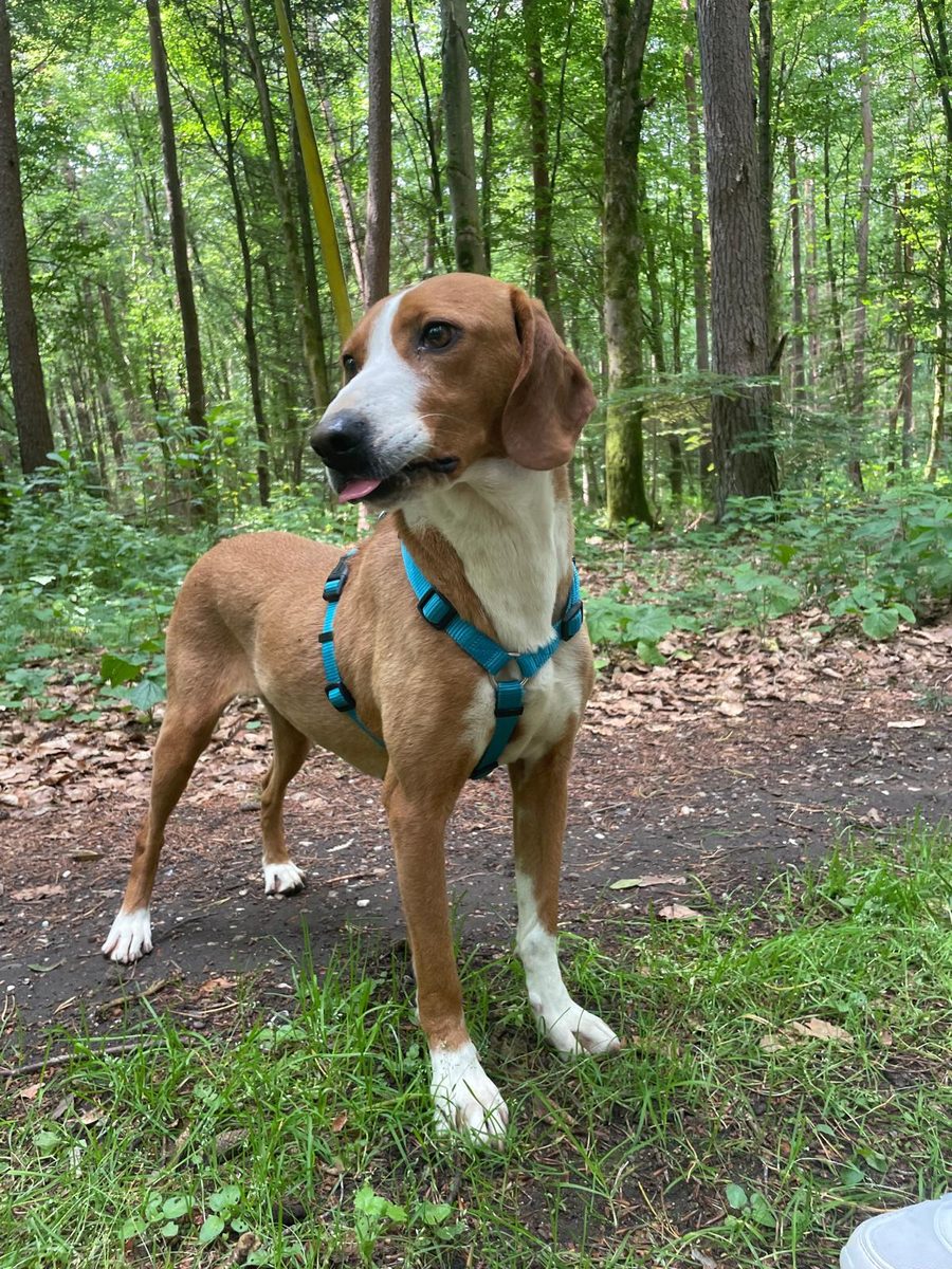 Hund steht aufmerksam im Wald während eines Spaziergangs