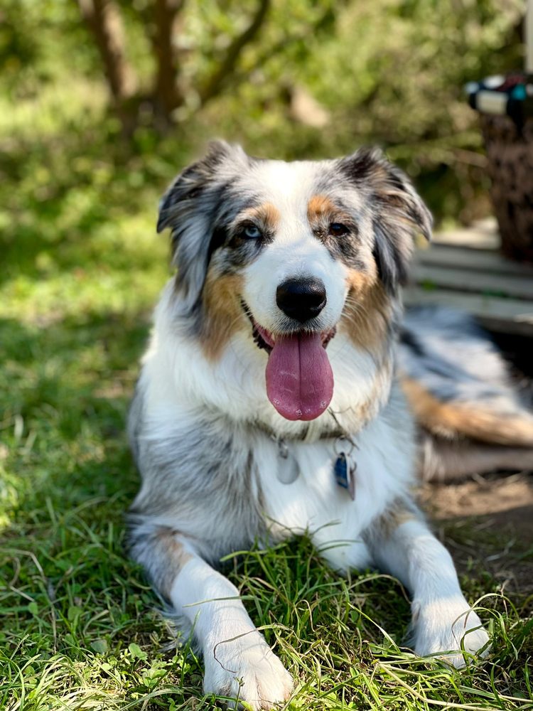 Glücklicher Schäferhund-Mix mit heraushängender Zunge blickt in die Kamera