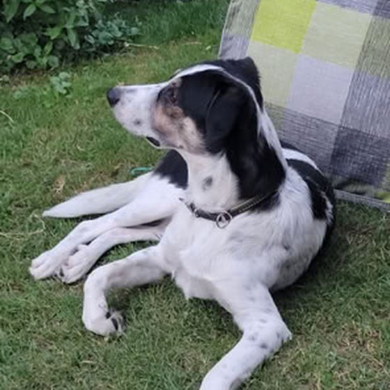 Lucky als Welpe spielt mit einem blauen Kauspielzeug im Gras